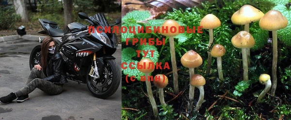 ГАЛЛЮЦИНОГЕННЫЕ ГРИБЫ Заволжье